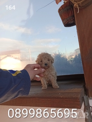 Мъжко Пуделче →
		Обява 52606416