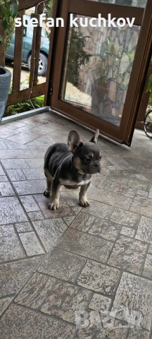 Момиче →
Обява 52335831 Момиче →
Обява 52335831