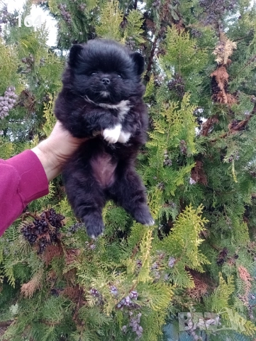 Женски черен Померан. →
		Обява 52339355