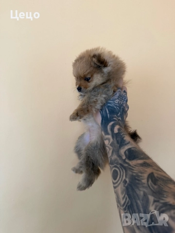 Померан момиче
                

                гр. Пловдив
                днес

                                                            800 лв 
                        409,03 €