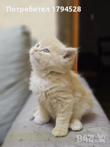 Персийско коте  →
		Обява 52121340