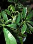 Schefflera variegata 