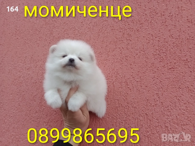 Бели Померани. Реални снимки от 05.01.26 г. →
Обява 52932932 Бели Померани. Реални снимки от 05.01.26 г. →
Обява 52932932