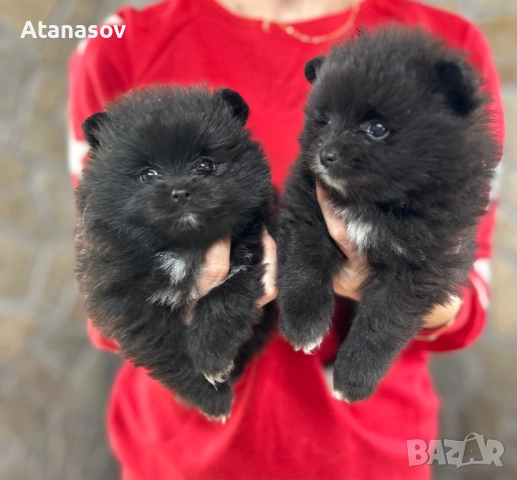 Померан Померанче →
		Обява 52429936