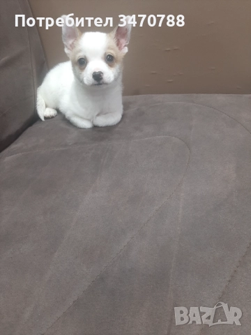 Чихуахуа  →
		Обява 52643728