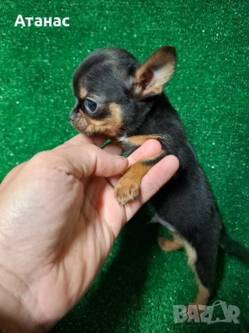 Чихуахуа →
		Обява 52334519