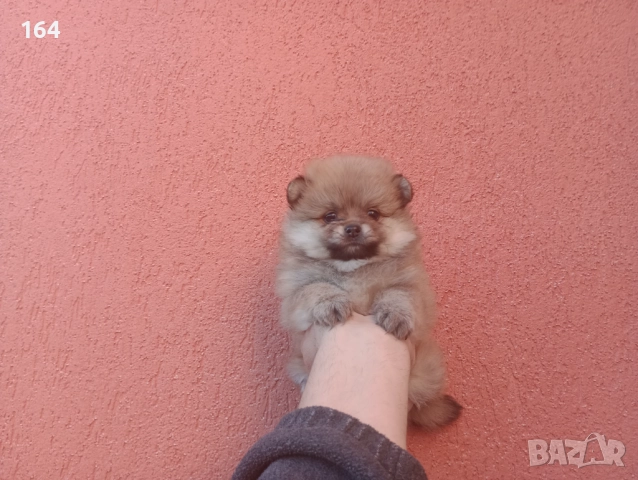 Женски Померан. Реални снимки от 30.10.25 г.  →
		Обява 52196028