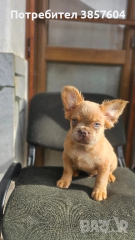 Изабела Флъфи френски булдог  →
		Обява 52188149