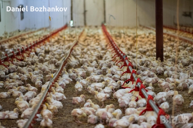 ДО 27.11.25 Пилета Бройлери от ферма в с. Кесарево →
		Обява 52398946