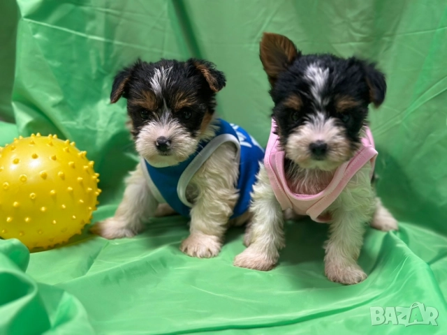 Мини бийвър йоркширски териер  →
		Обява 52304289