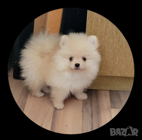 Померан / мини померан →
Обява 52962218 Померан / мини померан →
Обява 52962218