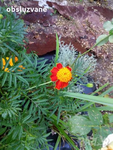 Семе от Тагетес, турта, турско цвете, френски невен, двуцветно 💥