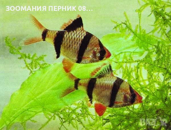 Риби Барбус - Лично Перник , снимка 2 - Рибки - 39417215