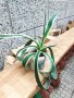 Американско пъстро Агаве (Agave americana variegata) или Столетник с пъстри листа