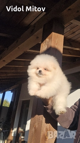 Мини Померан момиче →
Обява 52432179 Мини Померан момиче →
Обява 52432179