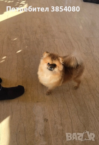 Мини Померан 
                

                гр. Хисаря, Пловдив
                днес

                                                            550 лв 
                        281,21 €