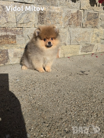 Мини Померан
гр. Хисаря, Пловдив
днес
700 лв
357,90 € Мини Померан
гр. Хисаря, Пловдив
днес
700 лв
357,90 €