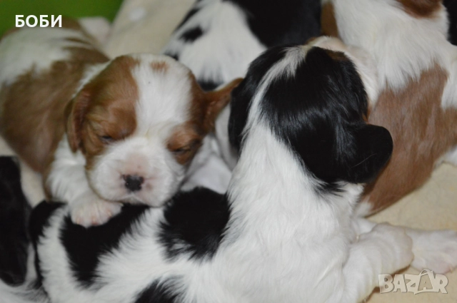 Кавалер Кинг Чарлз шпаньол
                
                гр. Плевен
                днес
                                    800 лв 
                    409,03 € Кавалер Кинг Чарлз шпаньол
                
                гр. Плевен
                днес
                                    800 лв 
                    409,03 €