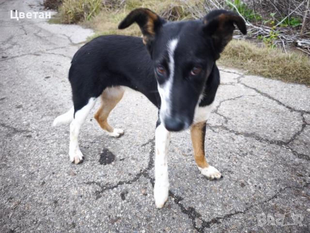 Търси се семейство за това спасено кученце →
		Обява 52343566