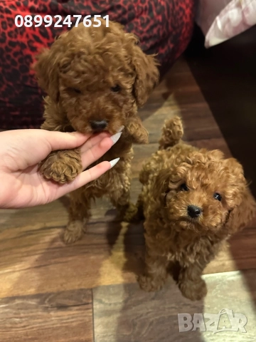 Той пуделчета! →
Обява 52339140 Той пуделчета! →
Обява 52339140