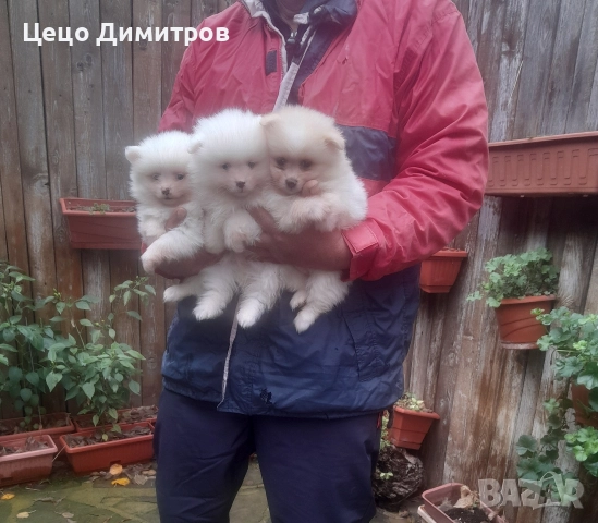 померанчета  →
		Обява 52590550