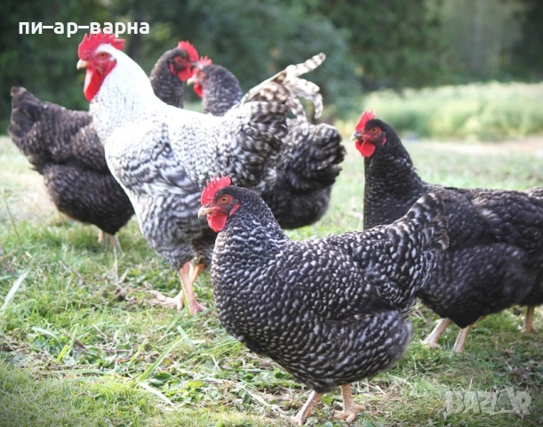 #продажбанаакции #русевхолдингеад #акционернодружество #съкооператори #ферма #фермазакокошки #яйца 
                

                гр. Варна, к.к. Св.Св. Константин и Елена
                вчера

                                                            500 лв 
                        255,65 €