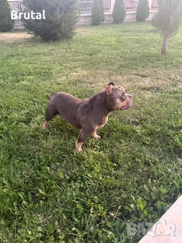 Американско Були Покет
                
                гр. Ямбол, Възраждане
                днес
                                    1 400 лв 
                    715,81 € Американско Були Покет
                
                гр. Ямбол, Възраждане
                днес
                                    1 400 лв 
                    715,81 €