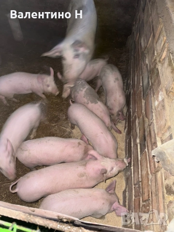 ПРАСЕТА 60дни →
		Обява 53039933