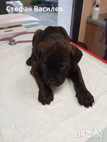 Продавам Кане Корсота →
		Обява 52380180