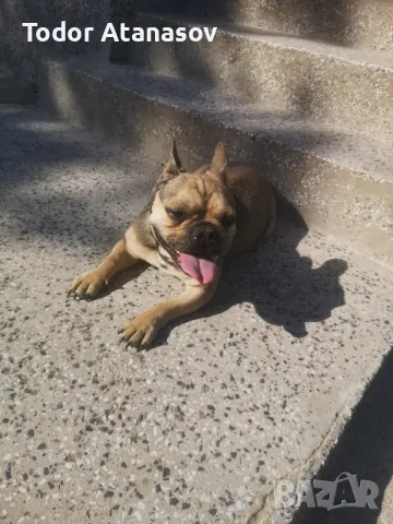 френски булдог женска.  →
		Обява 50194174