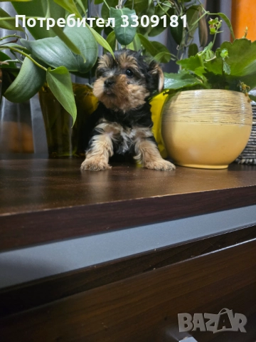 Йоркширски териер 
                

                гр. Враца
                вчера

                                                            750 лв 
                        383,47 €