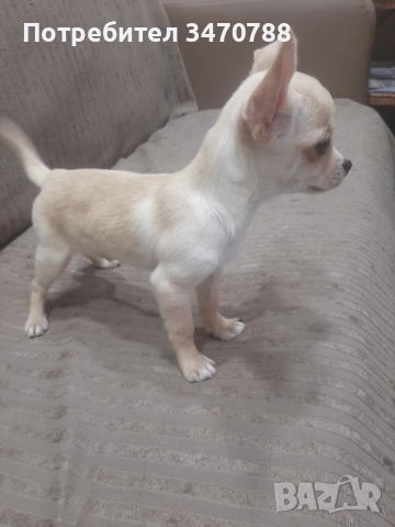 Чихуахуа →
Обява 52447716 Чихуахуа →
Обява 52447716