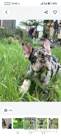 френски булдог бебета →
		Обява 52585927