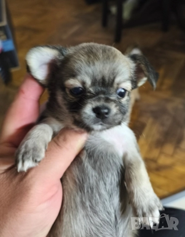 Чихуахуа момиченце →
Обява 52725019 Чихуахуа момиченце →
Обява 52725019