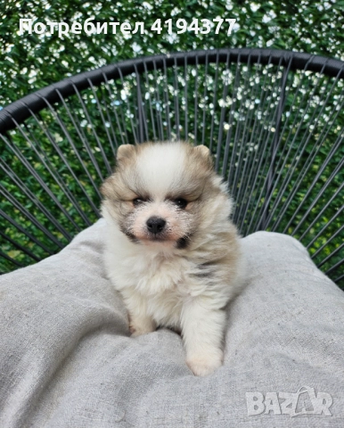 Померан  →
		Обява 52493622