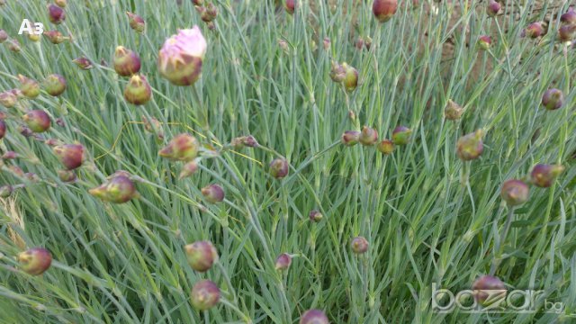 Продавам разсад на Градински кичест карамфил-за есенно засаждане, снимка 11 - Сортови семена и луковици - 15394201