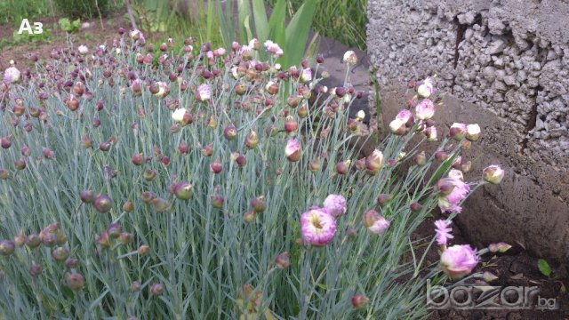 Продавам разсад на Градински кичест карамфил-за есенно засаждане, снимка 9 - Сортови семена и луковици - 15394201