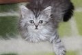 Сибирски  котенца Siberian  Cat, снимка 2