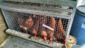 Оборудвани клетки за пъдпъдъци и кокошки, снимка 15
