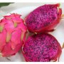 200 семена 4 ароматни екзотични вида питая редки драконови плодове от кактус, снимка 7