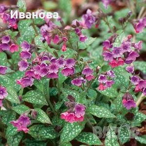 Пулмонариа, снимка 3 - Градински цветя и растения - 22532505