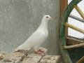 Красиви снежно бели гълъби за сватби, тържества, помени и др., снимка 4