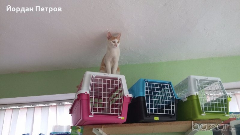 Транспортни клетки за домашни любимци, снимка 1