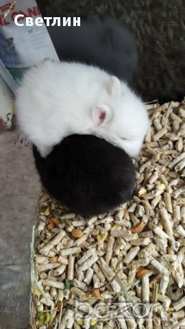 Продавам мини зайче, снимка 2 - Декоративни зайчета - 17581116