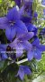 Платикодон  син - Platycodon Mariesii, снимка 1 - Градински цветя и растения - 25966163