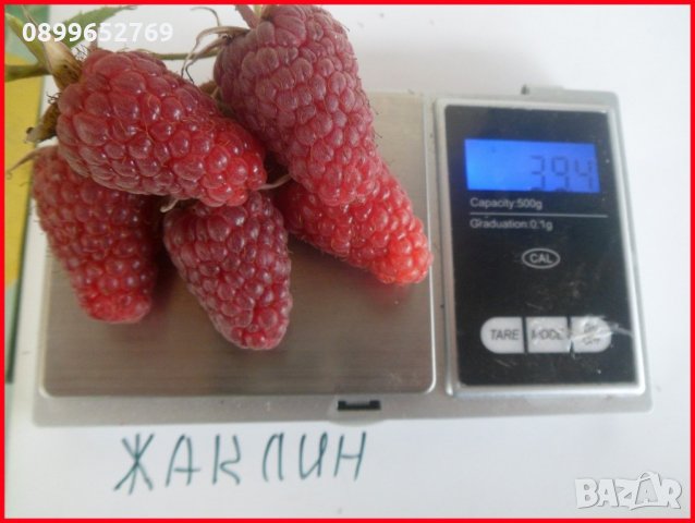 Ремонтантна малина(Жаклин) , снимка 1