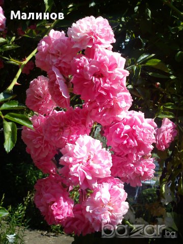 Японска катерлива роза, снимка 2 - Стайни растения - 13914425