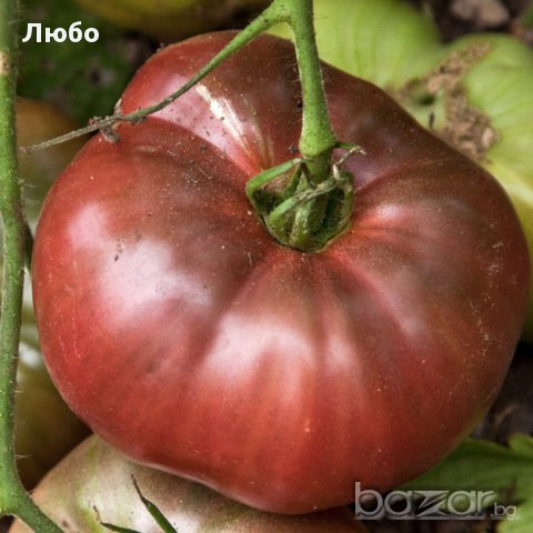 Разсад и семена от  домат  - Чероки пърпъл, снимка 1 - Сортови семена и луковици - 11527954