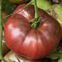 Разсад и семена от  домат  - Чероки пърпъл, снимка 1