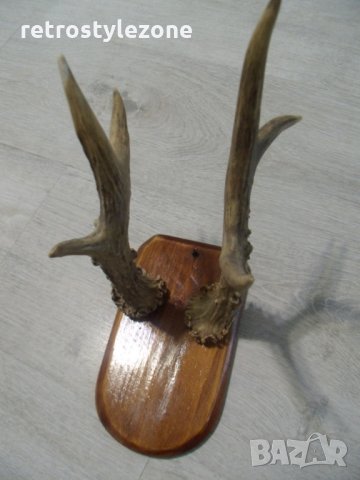 № 1437 старо пано - рога  -размери - основа 18 / 10,5 см , рога 23 см, снимка 3 - Други ценни предмети - 22812870